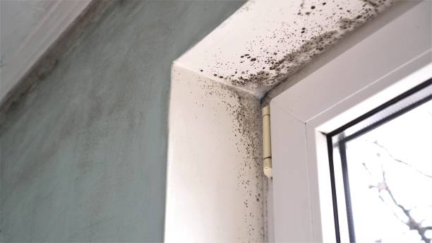 Trusted Dresser, WI Mold Removal Experts