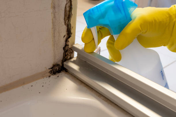Best Certified Mold Removal  in Dresser, WI