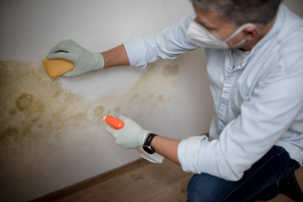 Best Mold Damage Repair  in Dresser, WI