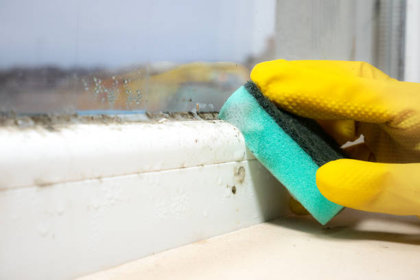 Best Fast Mold Removal  in Dresser, WI