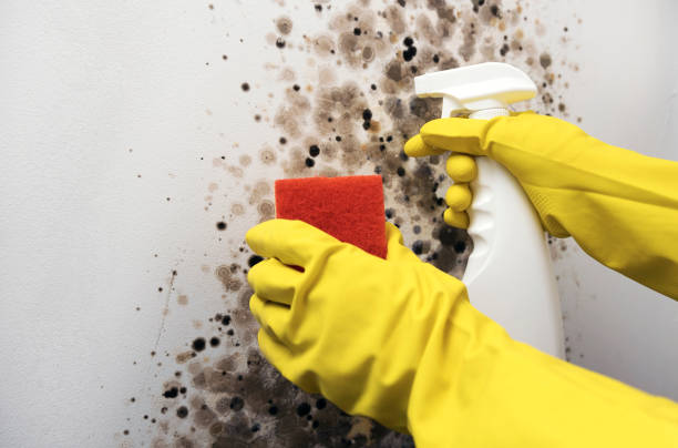 Best Mold Remediation  in Dresser, WI
