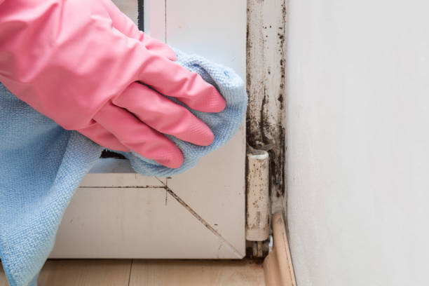 Best Attic Mold Removal  in Dresser, WI