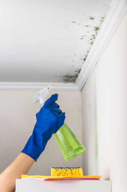 Best Affordable Mold Removal  in Dresser, WI